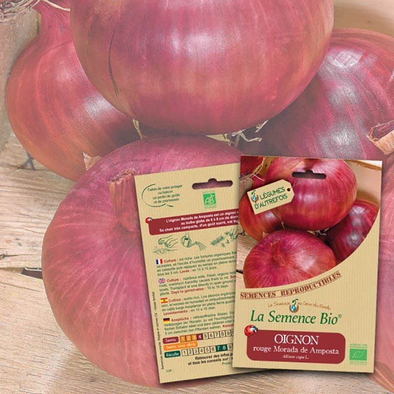 Graines Bio - Amposta red onion morada de amposta - Organic seed