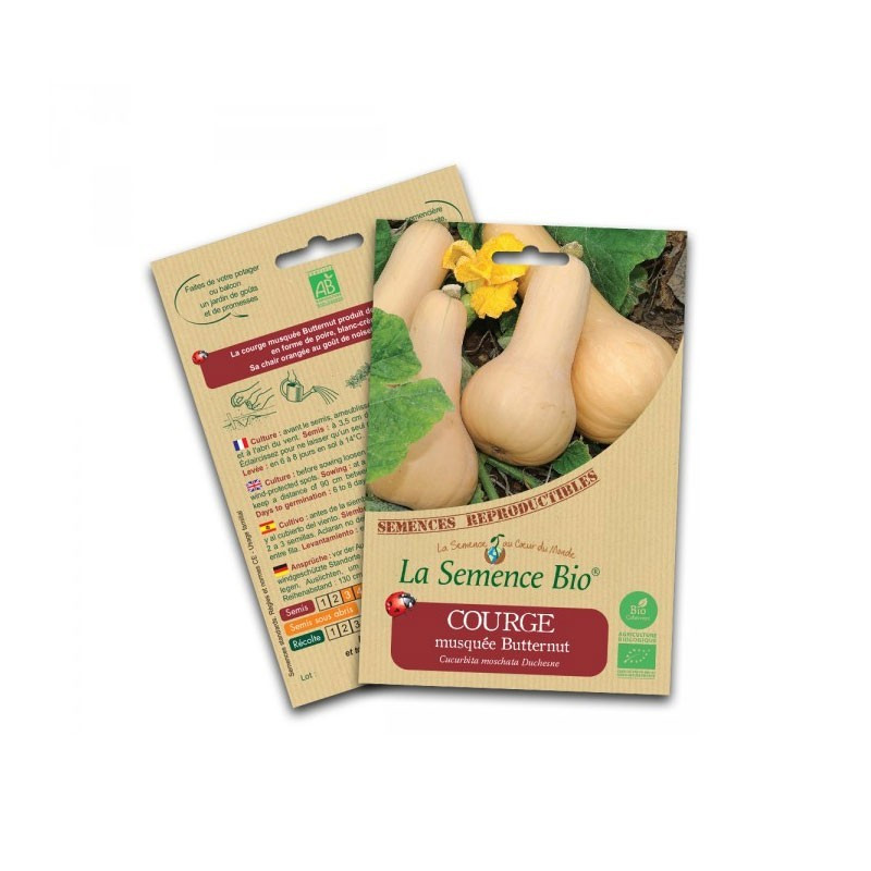 Graines Bio - Butternut squash - Organic Seed