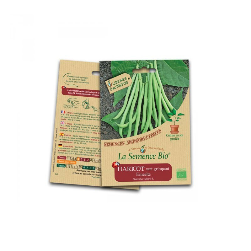 Bio Samen - Grüne Kletterbohne emerite - Bio-Saatgut