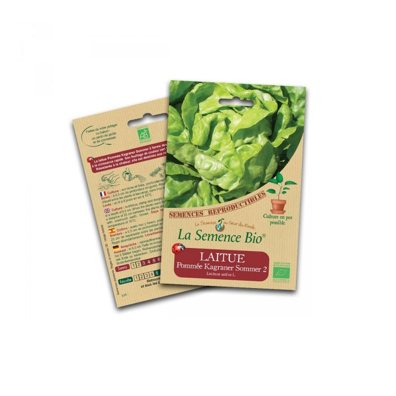 Graines Bio - Lettuce kagraner sommer 2 - Organic seed