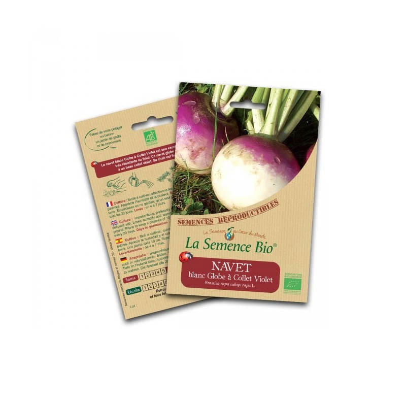 Bio Samen - Weiße Rübe Globus mit violettem Hals - Bio-Saatgut