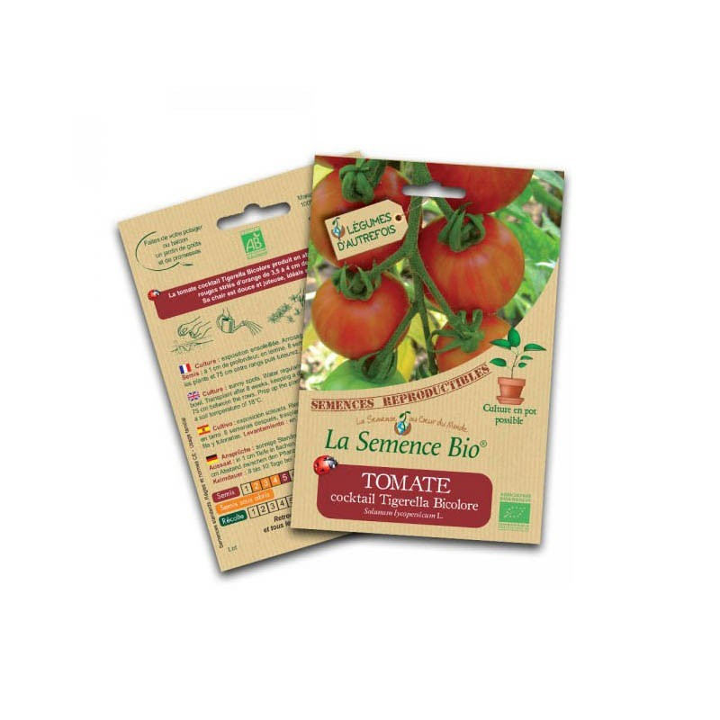 Bio Samen - Cocktail-Tomate tigerella bicolor - Bio-Saatgut