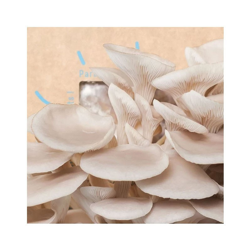 Bunch of grey oyster mushrooms