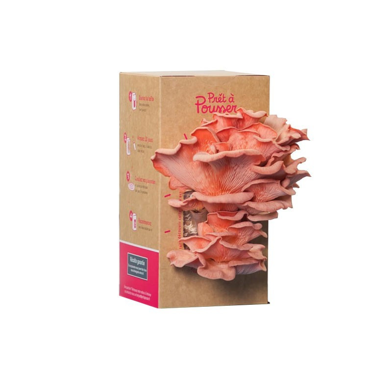 Bando de cogumelos pleurotos cor-de-rosa