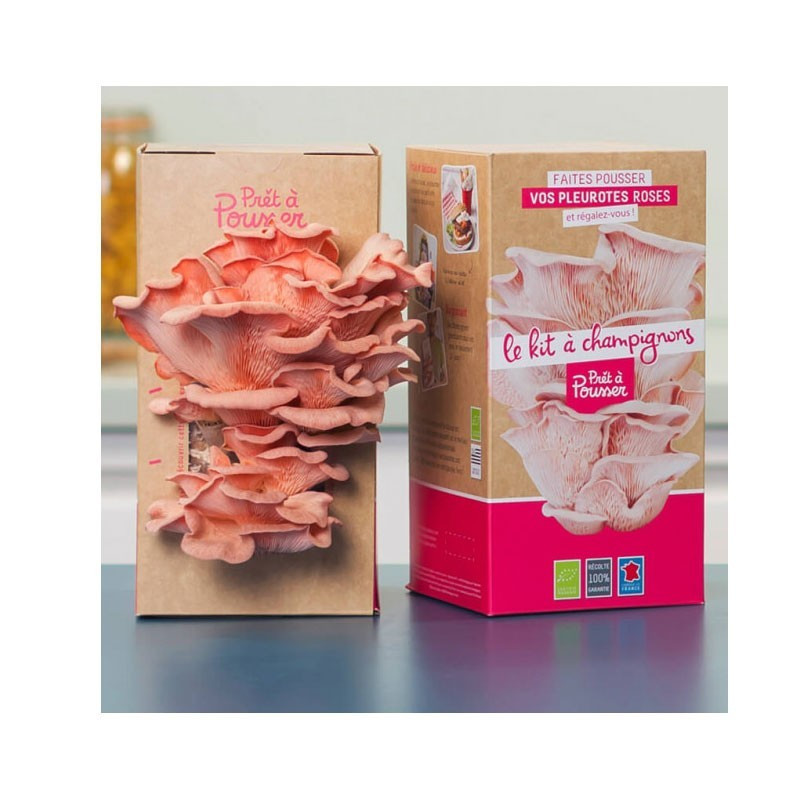 Mazzo di funghi ostrica rosa