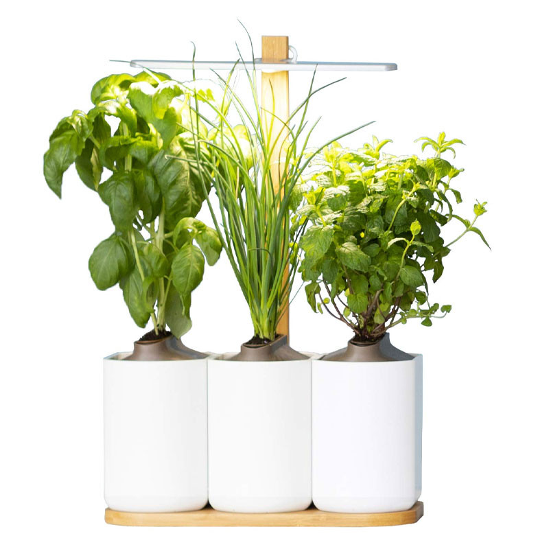 Lilo mini binnentuin (basilicum, munt, bieslook) - Prêt à pousser