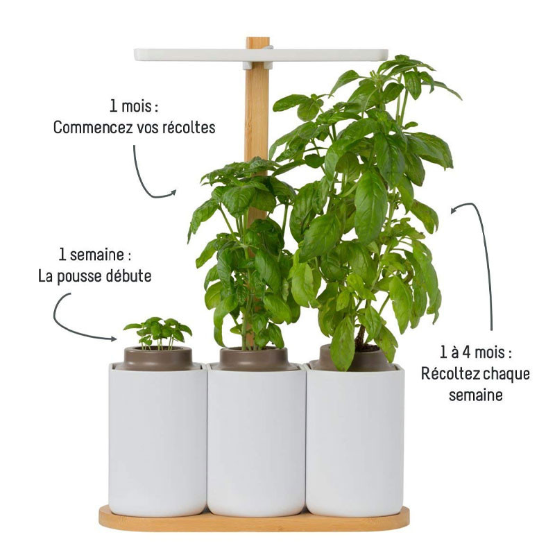 Lilo mini jardim interior (manjericão, menta, cebolinho) - Prêt à pousser