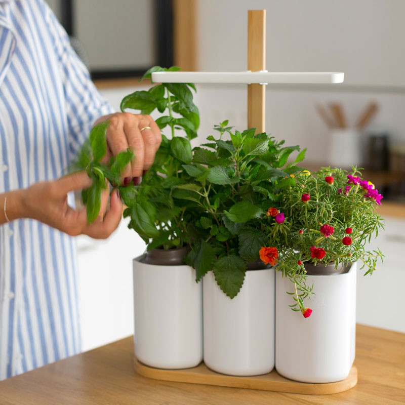 Prêt à Pousser LILO CONNECT - The Smart Indoor Garden Fresh herbs