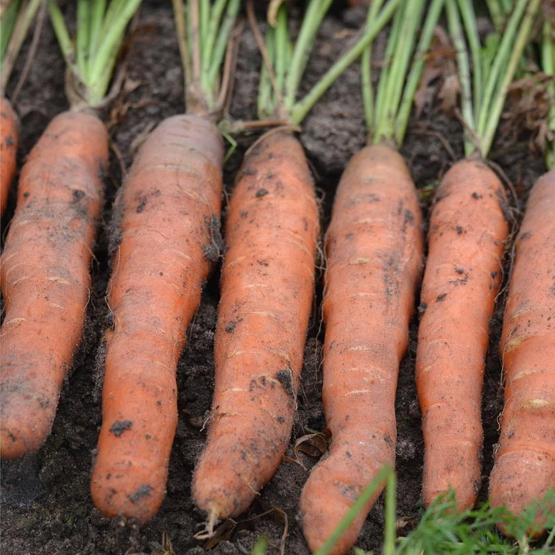 Nastro di 200 semi di CAROTA TOUCHON - 0,29 g - La Fattoria Sainte Marthe