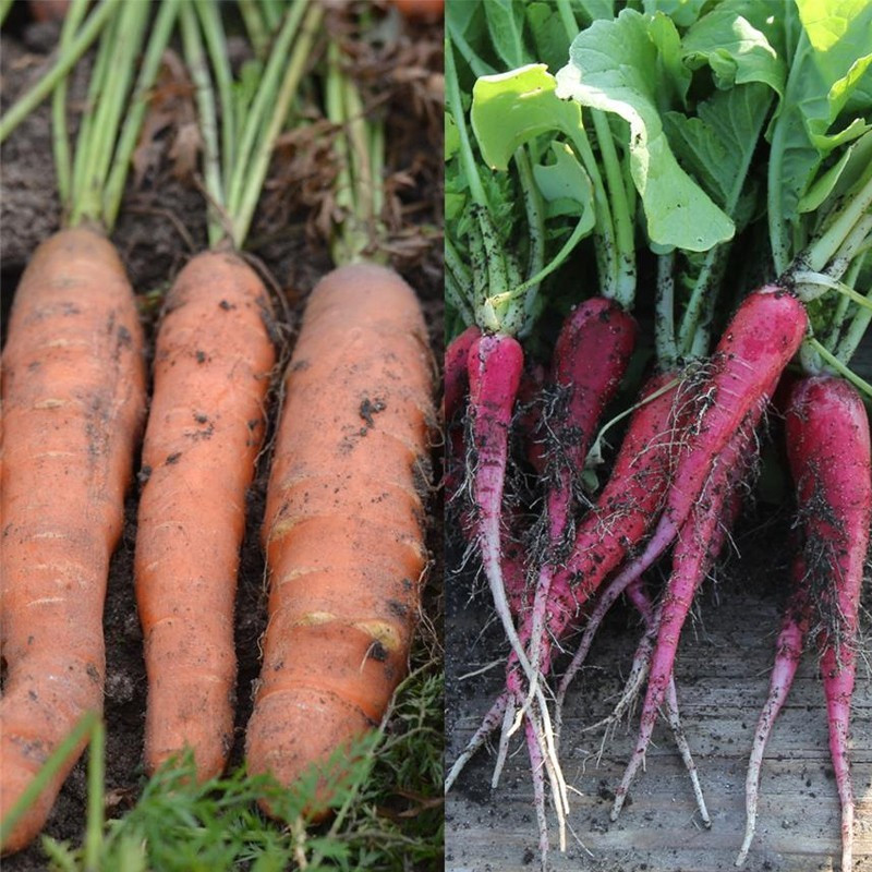  <x>La ferme Sainte Marthe</x> - Ribbon of 150 seeds Carrot and Radish Touchon Easter Pink 3 AB
