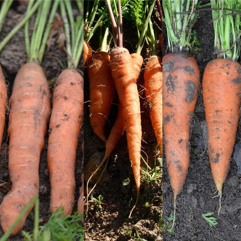  <x>La ferme Sainte Marthe</x> - Ribbon of 200 seeds Mixed carrot