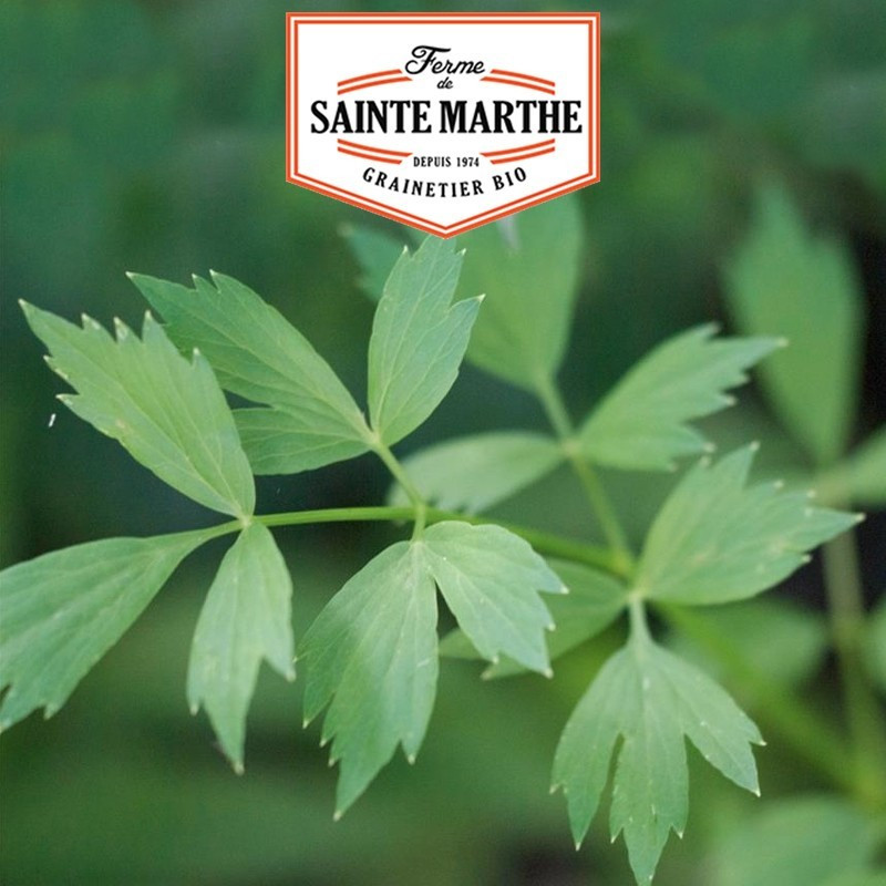  <x>La ferme Sainte Marthe</x> - 500 seeds Ache des Montagnes