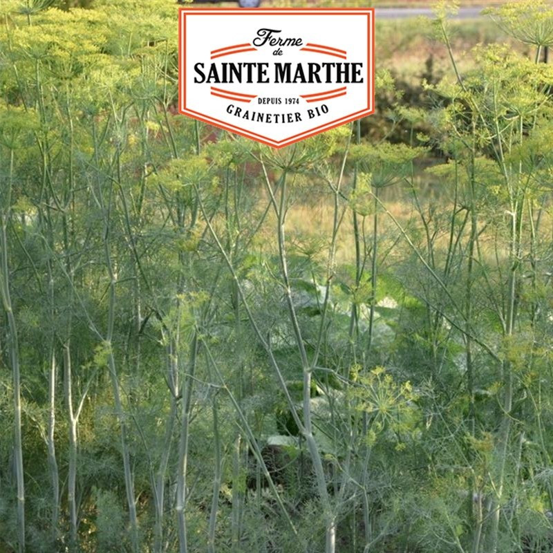 La ferme Sainte Marthe - 200 sementes Aneth Hera