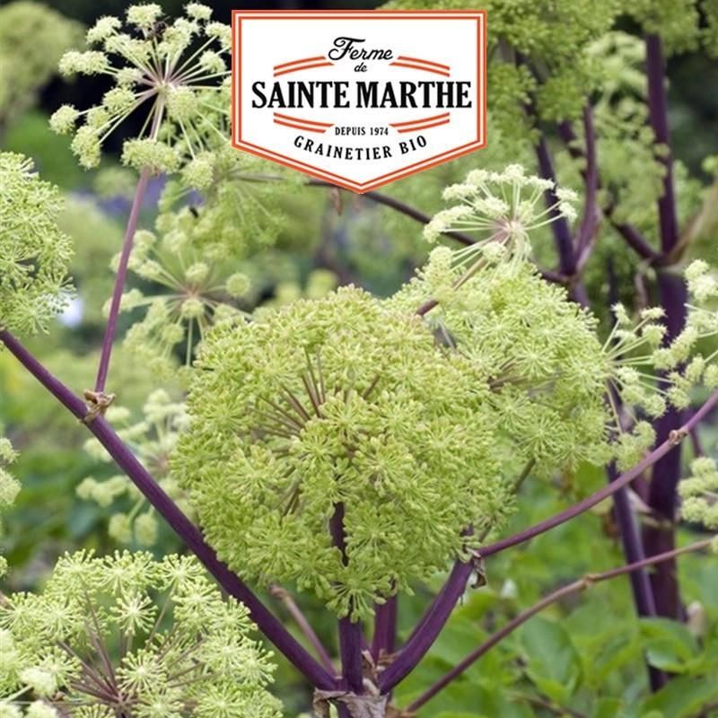  <x>La ferme Sainte Marthe</x> - 500 Samen Engelwurz (Angelica officinalis)