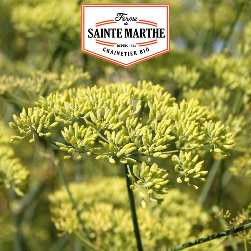 La ferme Sainte Marthe - 750 graines Anis Vert