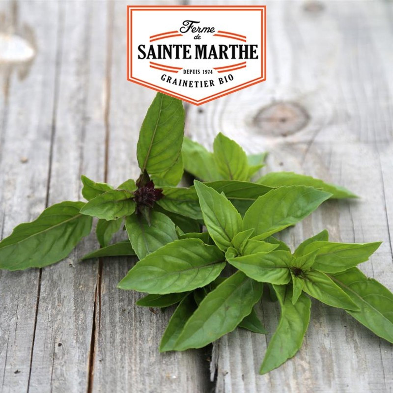  <x>La ferme Sainte Marthe</x> - 200 seeds Basil Cinnamon