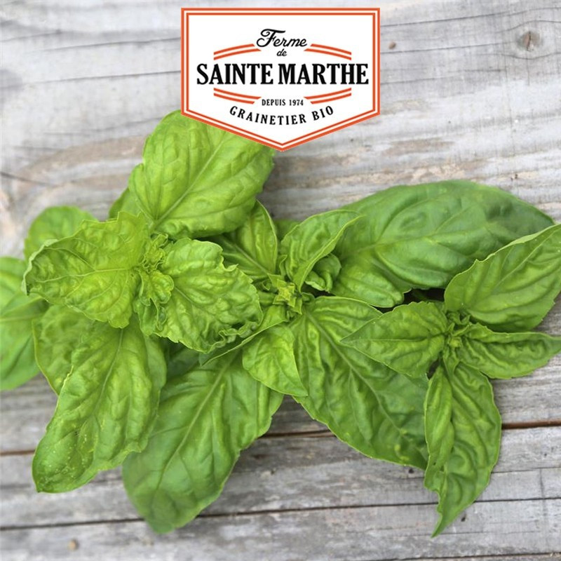 <x>La ferme Sainte Marthe</x> - 200 seeds Giant Basil