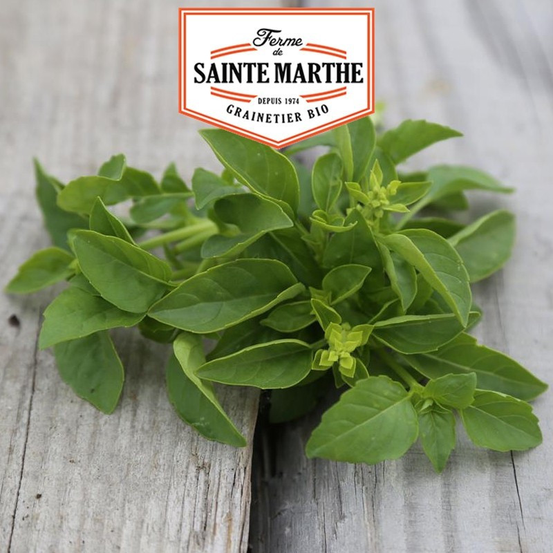  <x>La ferme Sainte Marthe</x> - 200 semi di basilico marsigliese