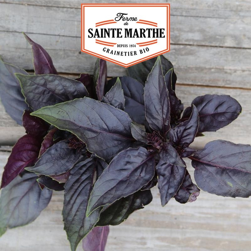 La ferme Sainte Marthe - 200 sementes Manjericão púrpura