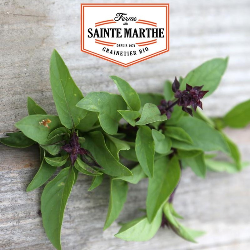 <x>La ferme Sainte Marthe</x> - 200 zaden Thaise of Indonesische basilicum