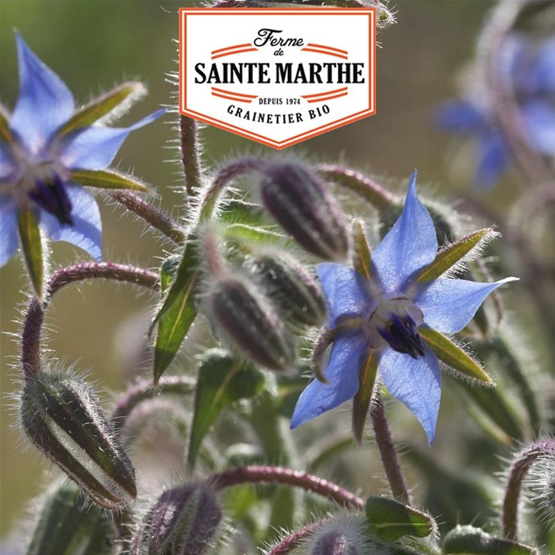  <x>La ferme Sainte Marthe</x> - 150 seeds Borage Officinale