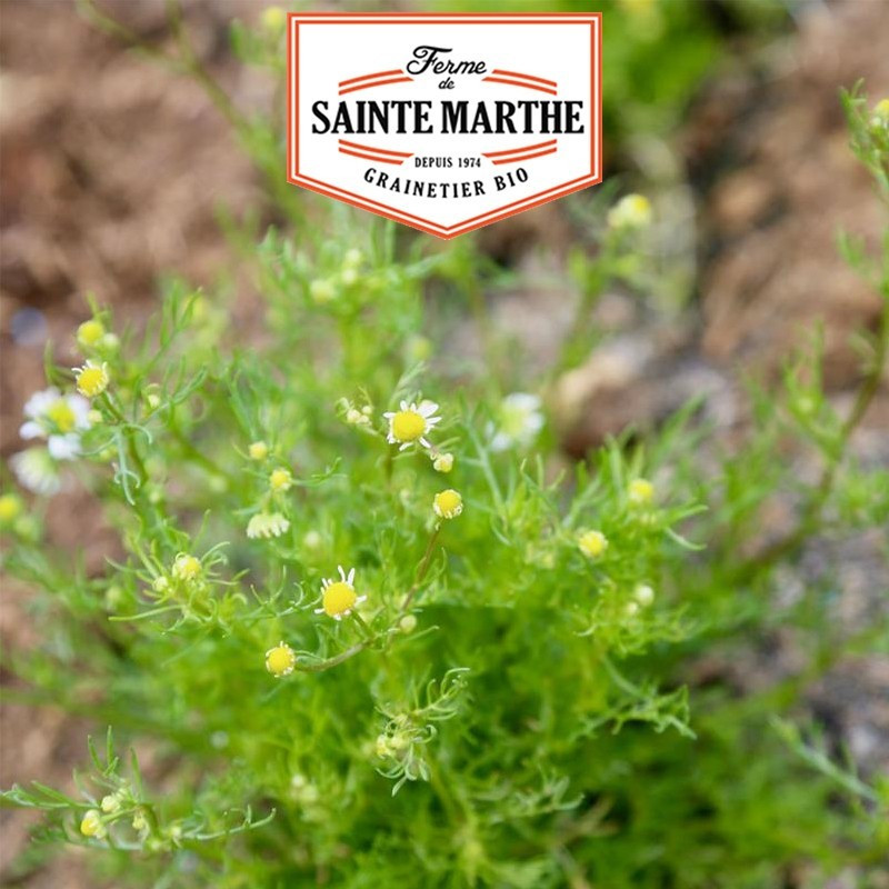  <x>La ferme Sainte Marthe</x> - 5000 seeds Chamomile Matricaria