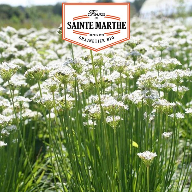  <x>La ferme Sainte Marthe</x> - 200 semi di erba cipollina cinese