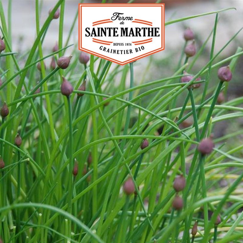 La ferme Sainte Marthe - 500 sementes Cebolinho comum