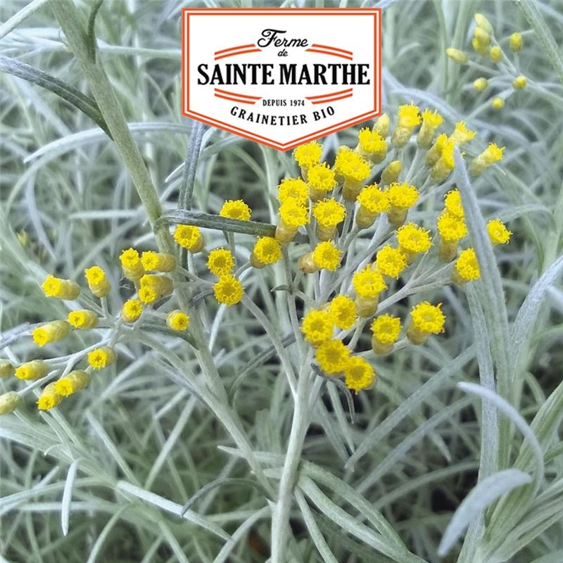 La ferme Sainte Marthe - 250 sementes Helichryse planta Caril