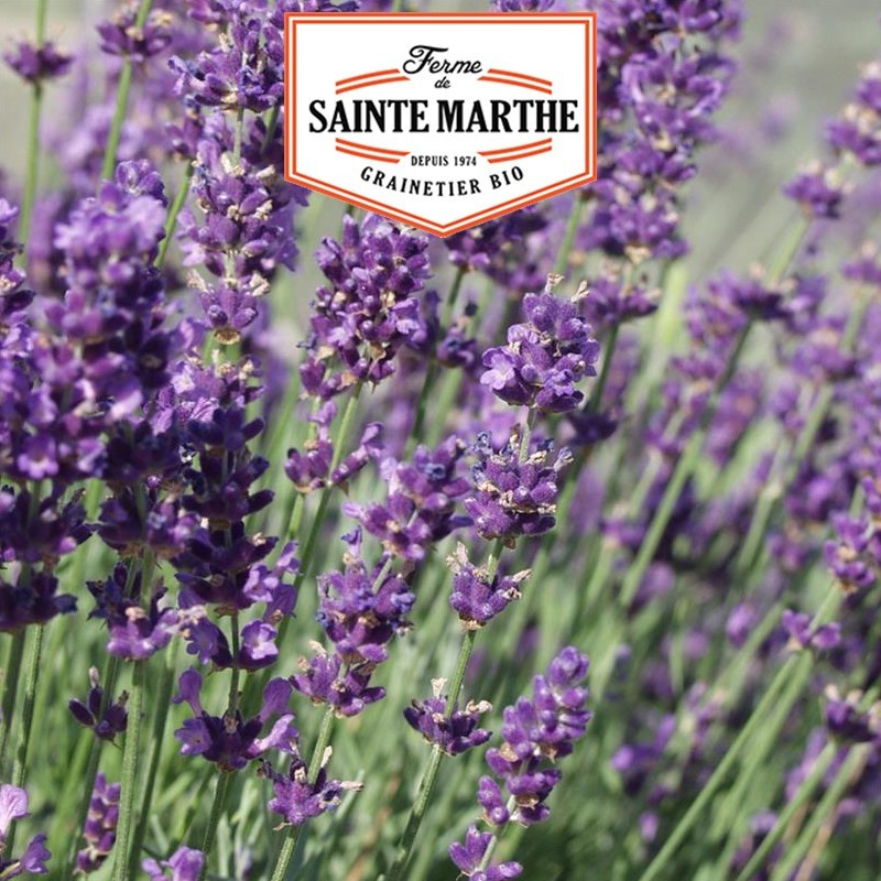 La ferme Sainte Marthe - 500 sementes Lavender Officinale
