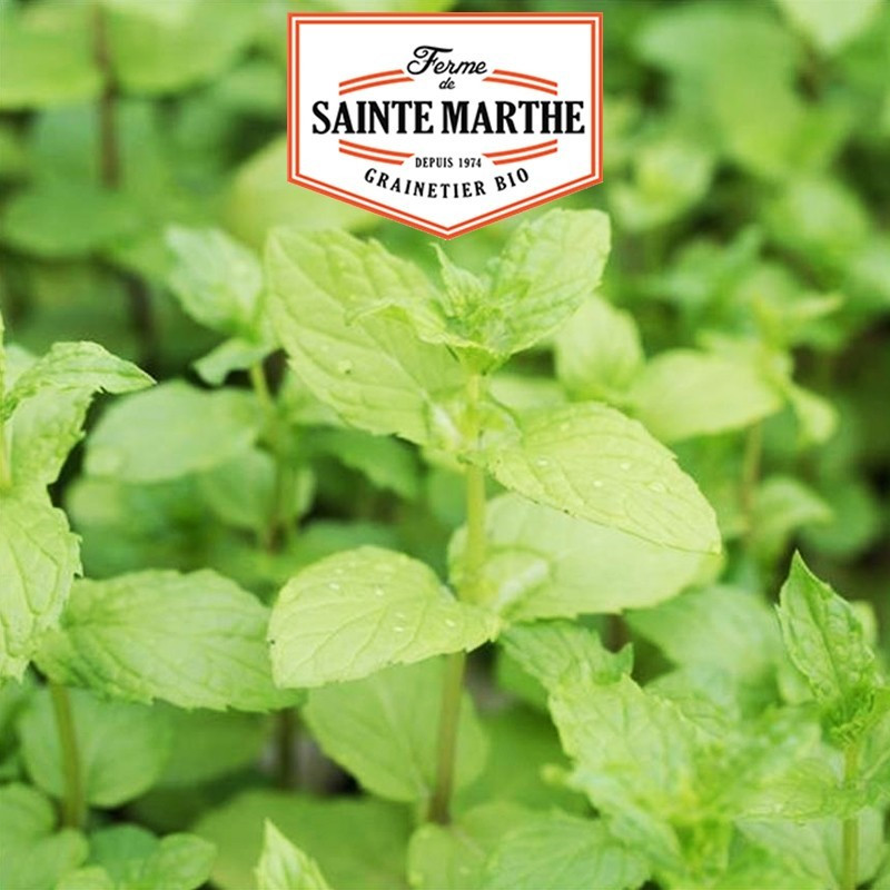  <x>La ferme Sainte Marthe</x> - 500 seeds Peppermint