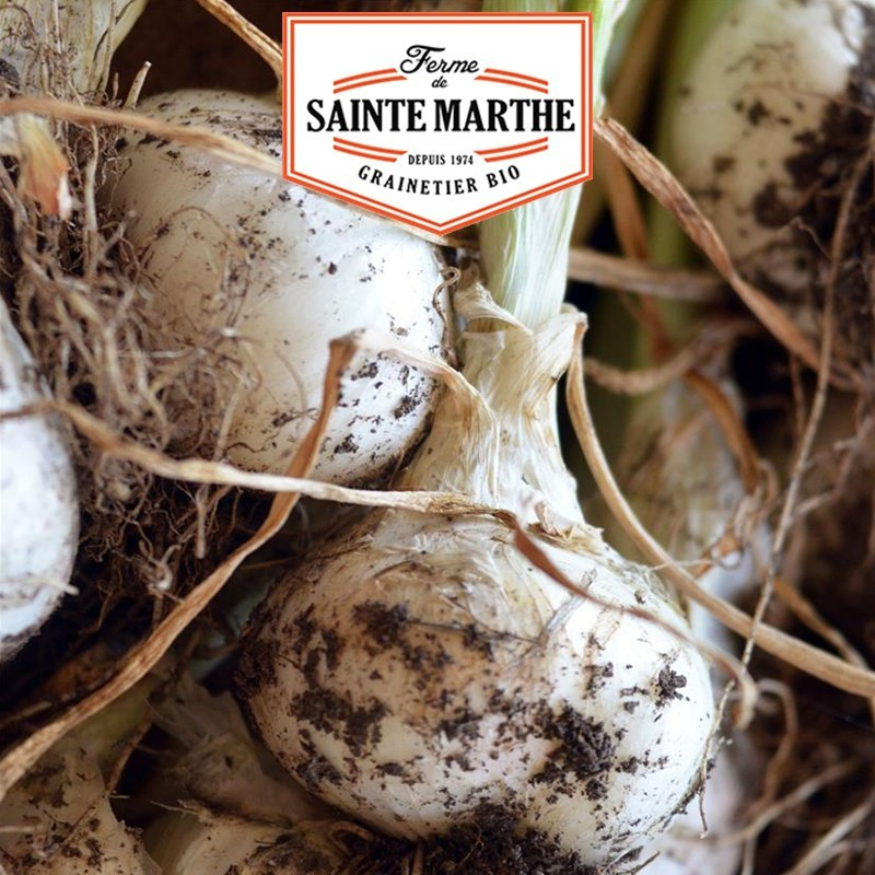 La ferme Sainte Marthe - 250 sementes de cebola Lisboa branca