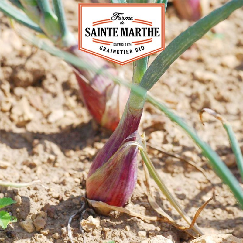 La ferme Sainte Marthe - 250 sementes Cebolas Rossa Lunga di Firenze