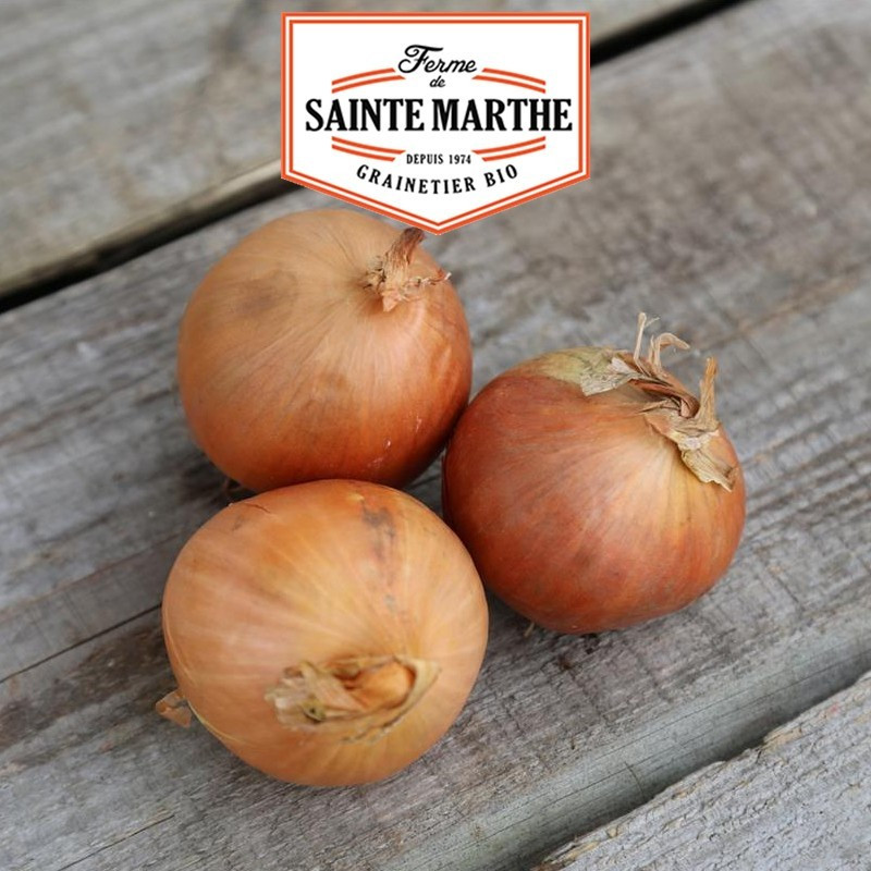 La ferme Sainte Marthe - 250 sementes Onion Stuttgart