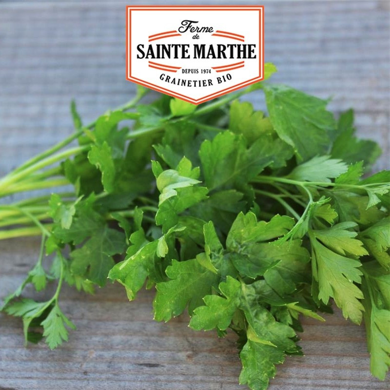  <x>La ferme Sainte Marthe</x> - 1000 seeds Common parsley