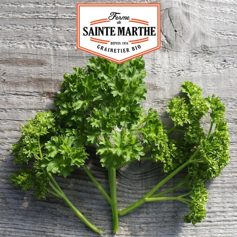  <x>La ferme Sainte Marthe</x> - 1000 seeds Curly parsley
