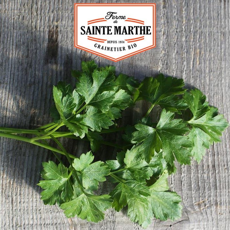  <x>La ferme Sainte Marthe</x> - 1000 seeds Parsley Gigante d'Italia