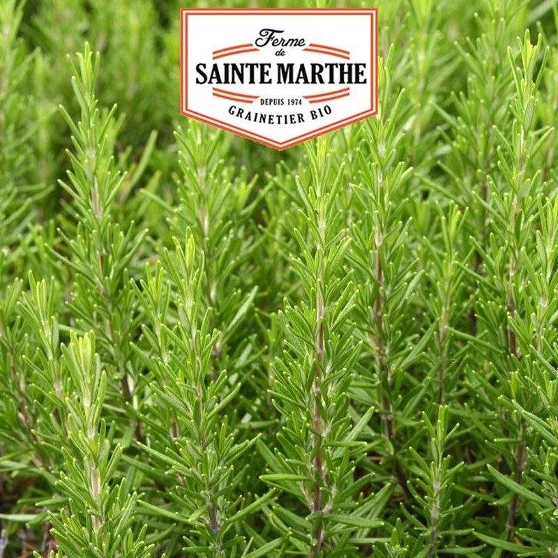  <x>La ferme Sainte Marthe</x> - 150 seeds Rosemary
