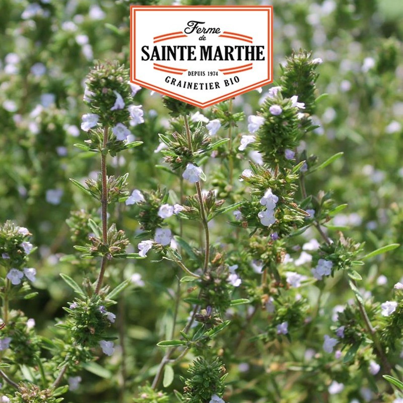 La ferme Sainte Marthe - 500 sementes Savory