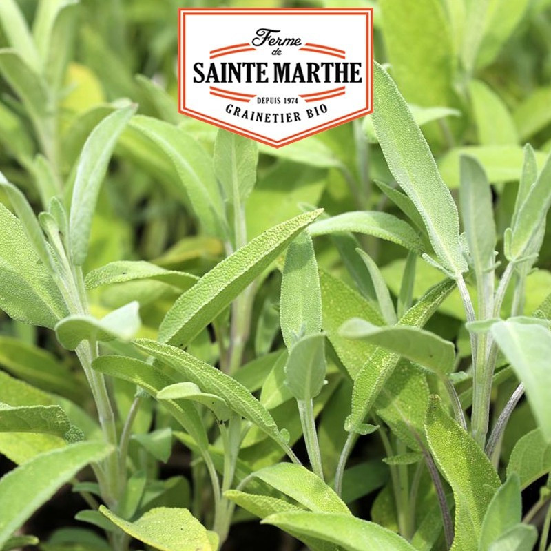La ferme Sainte Marthe - 150 sementes Sage Officinale