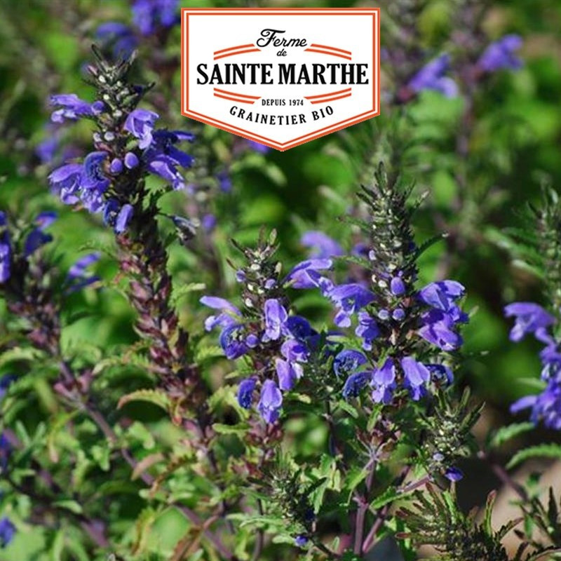  <x>La ferme Sainte Marthe</x> - 200 seeds Garden Tea