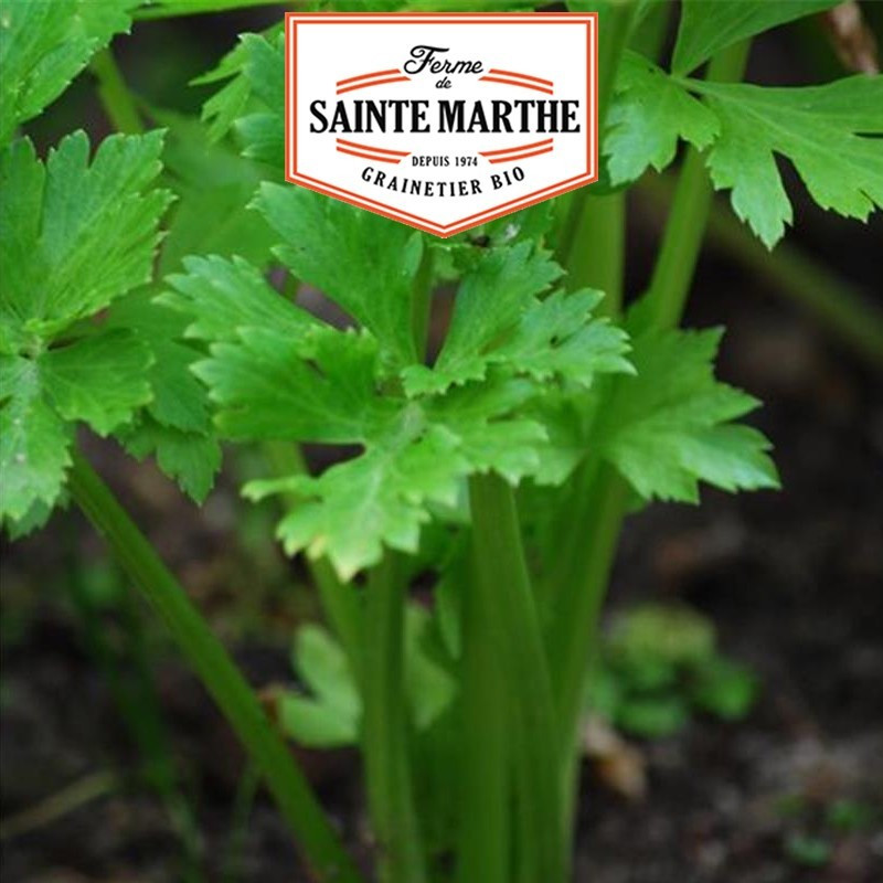  <x>La ferme Sainte Marthe</x> - 500 zaden Selderij voor het snijden