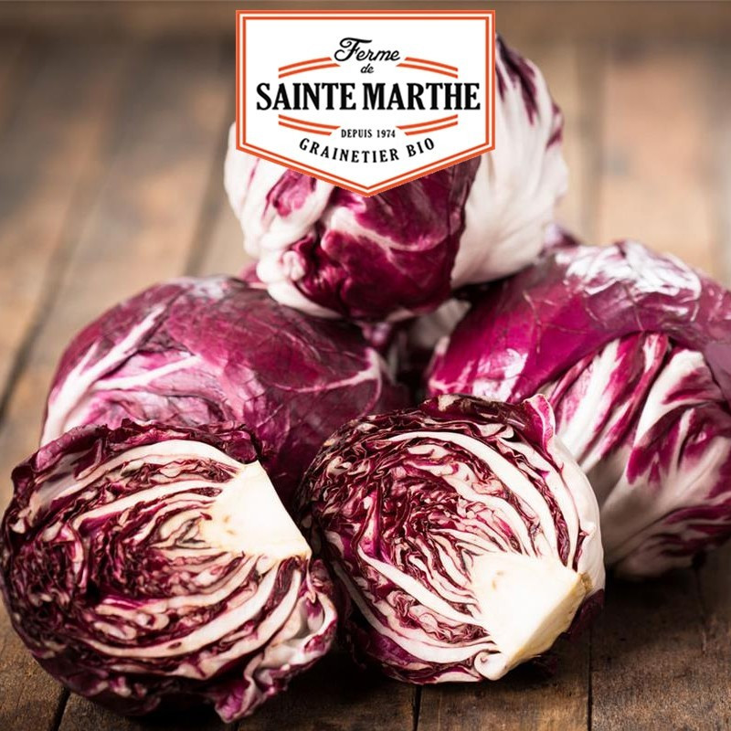 La ferme Sainte Marthe - 500 graines Chicorée à larges feuilles rouge de Vérone