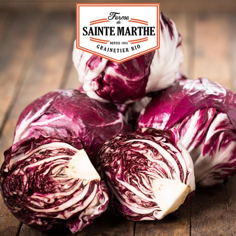  <x>La ferme Sainte Marthe</x> - 500 Samen Breitblättriger Chicorée Verona-Rot