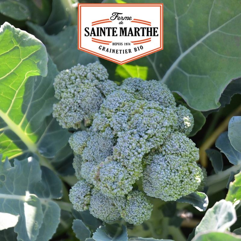La ferme Sainte Marthe - 200 sementes de Brócolos Verdes Calabrese Natalino