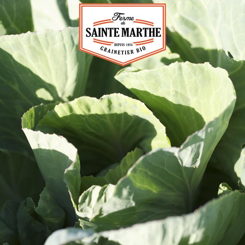  <x>La ferme Sainte Marthe</x> - 80 seeds Cabbage Cabbage Cabbage Heart of Beef Virtues