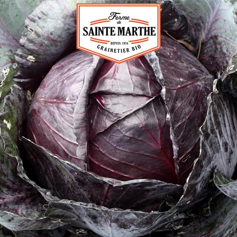  <x>La ferme Sainte Marthe</x> - 80 seeds Cabbage Cabbage Cabus Red Black Head