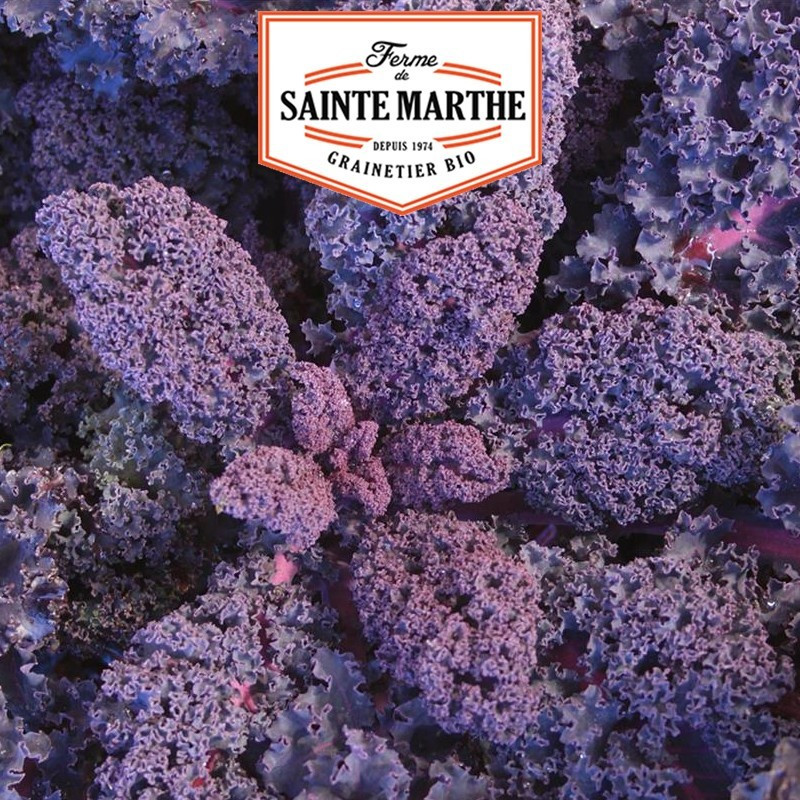  <x>La ferme Sainte Marthe</x> - 200 Samen Kohl Curly Kale Roter Grunkohl
