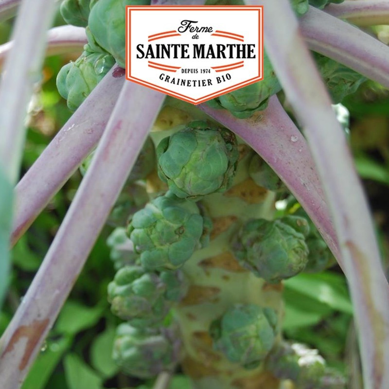  <x>La ferme Sainte Marthe</x> - 80 seeds Brussels sprouts from Rosny