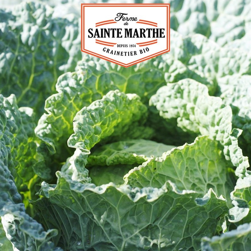  <x>La ferme Sainte Marthe</x> - 80 seeds Savoy Cabbage Gros des Vertus